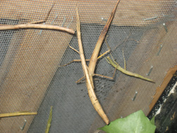 underside of bug cage lid