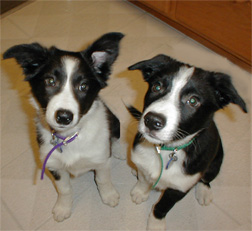 Border collie puppies